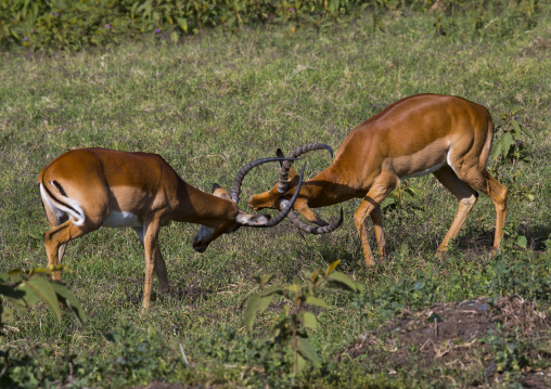 Male impala (aepyceros melampus), Nakuru district of the rift valley province, Nakuru, Kenya