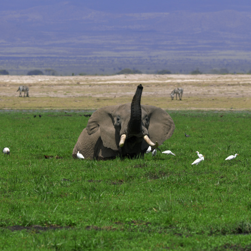 African elephant (loxodonta africana) in the water, Rift valley province, Amboseli, Kenya