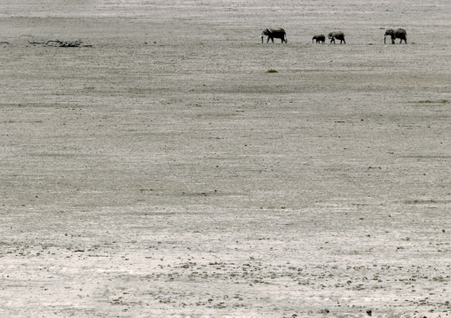 Elephants crossing in a dry savannah, Kajiado County, Amboseli park, Kenya