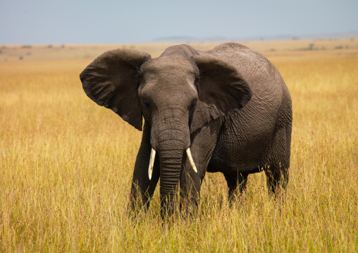 Elephant (Loxodonta africana) in the savannah, Rift Valley Province, Maasai Mara, Kenya