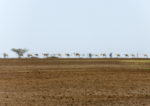 Camels caravan in the desert, Marsabit County, Chalbi Desert, Kenya