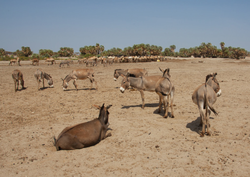 Camels and donkeys in an oasis, Chalbi Desert, Marsabit, Kenya