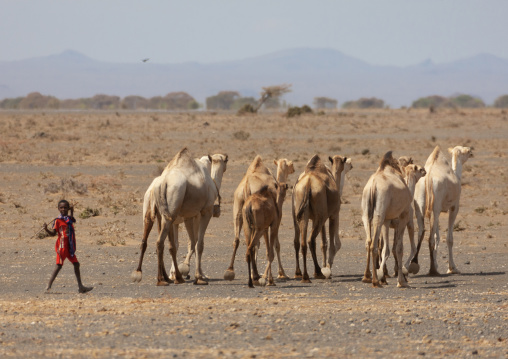 Camels in the desert with a young herder, Chalbi Desert, Marsabit, Kenya