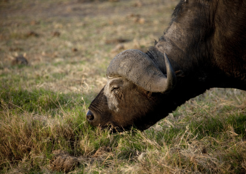 One buffalo grazing in the savannah, Kajiado County, Amboseli park, Kenya