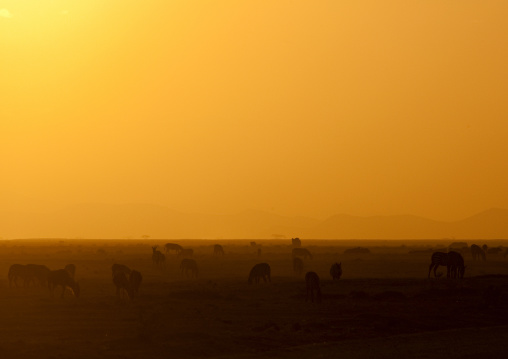 wildebeests grazing in the sunset, Kajiado County, Amboseli park, Kenya