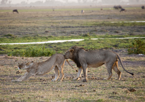 Mating Lions (Panthera Leo), Kajiado County, Amboseli park, Kenya