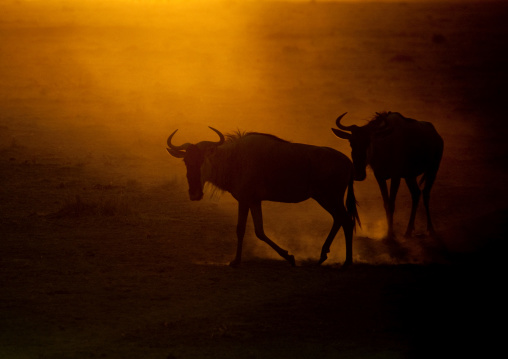 wildebeests silhouettes in the dust and the sunset light, Kajiado County, Amboseli park, Kenya