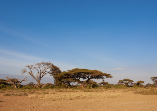 Acacias trees in the bush, Kajiado County, Amboseli park, Kenya