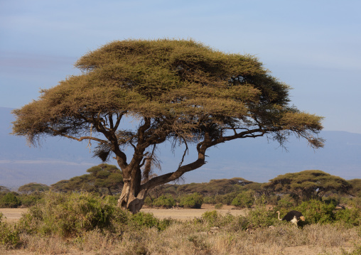 Ostrich near a giant acacia, Kajiado County, Amboseli park, Kenya