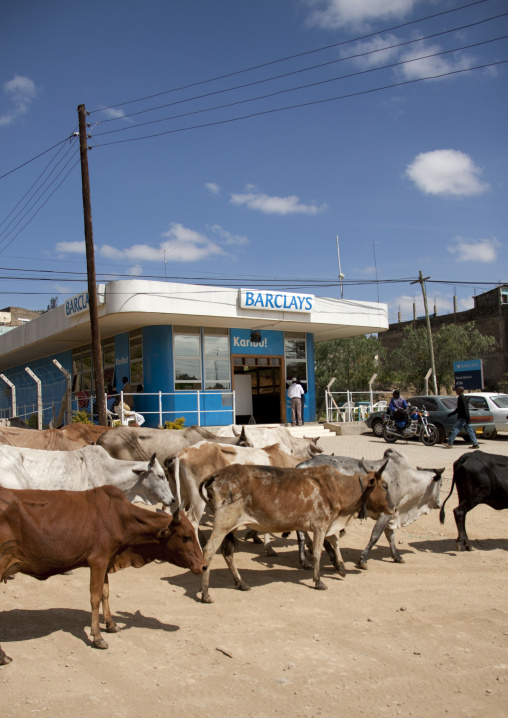 Cows passing in front a Barclay bank, Rift Valley Province, Maasai Mara, Kenya