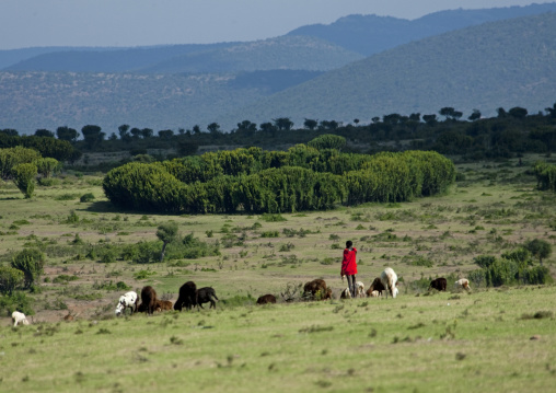 Maasai sheperd with his cattle, Rift Valley Province, Maasai Mara, Kenya