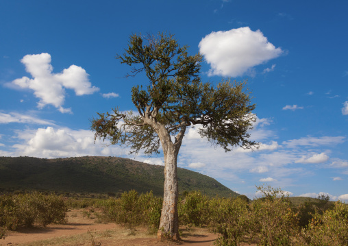 BIg tree in the hills, Rift Valley Province, Maasai Mara, Kenya