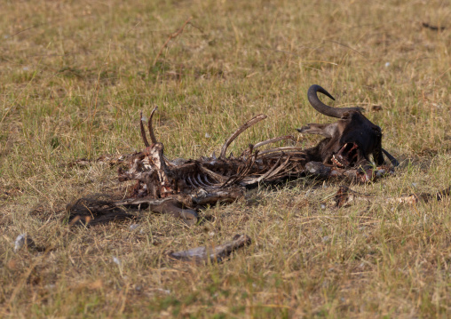 Dead wildbeest carcass, Rift Valley Province, Maasai Mara, Kenya