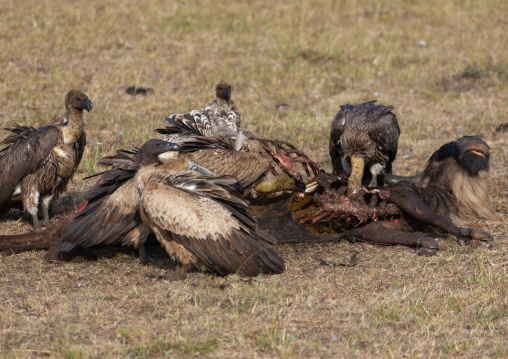 African white-backed vultures (gyps africanus) feeding on just-killed wildbeest, Rift Valley Province, Maasai Mara, Kenya