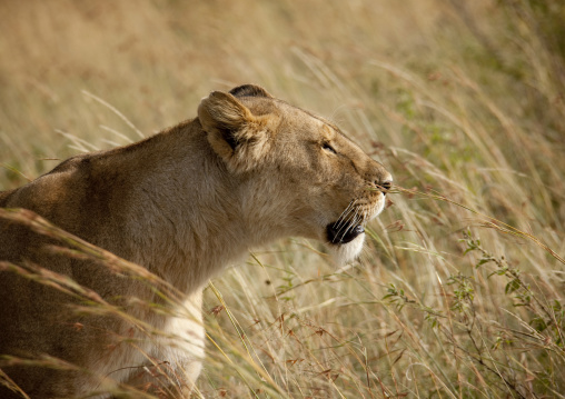 Lioness in the savannah, Rift Valley Province, Maasai Mara, Kenya