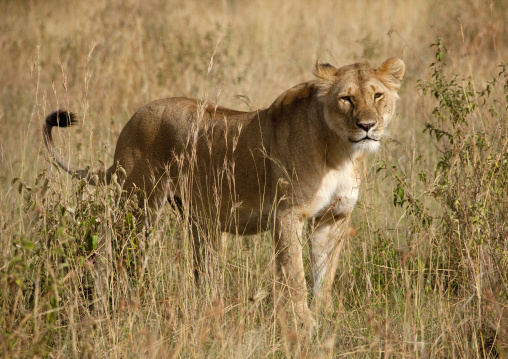 Lioness in the savannah, Rift Valley Province, Maasai Mara, Kenya