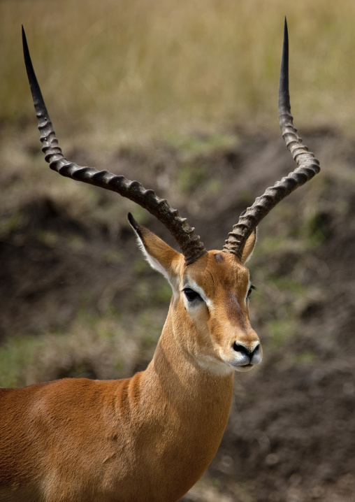 Antelope (Alcelaphinae) head, Rift Valley Province, Maasai Mara, Kenya