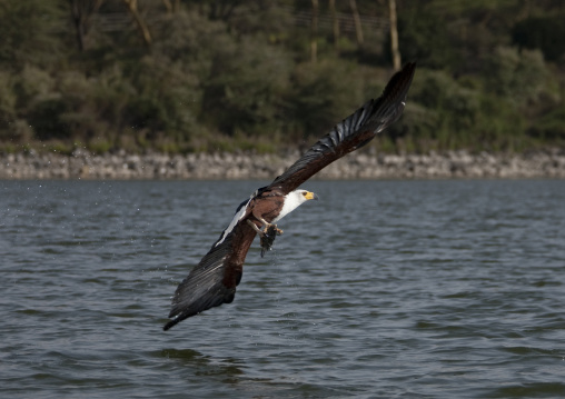 Fishing eagle flying over a lake, Rift valley Province, Lake Nakuru, Kenya