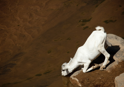 Goat drinking in a river, Laikipia County, Mount Kenya, Kenya