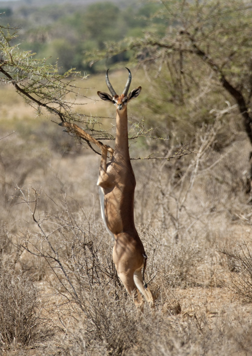 Gerenuk (Litocranius walleri) standing on hind legs feeding on acacia, Rift Valley Province, Maasai Mara, Kenya