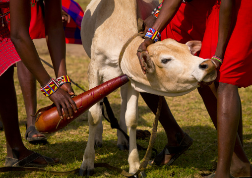 Masai warriors taking blood from a cow, Nakuru county, Nakuru, Kenya