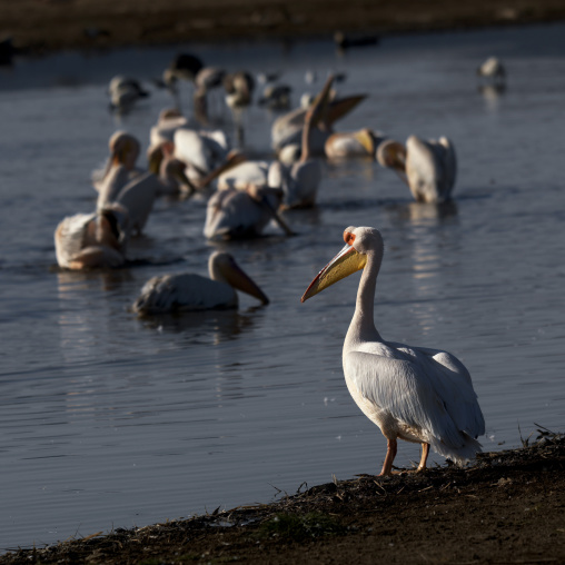 Great white pelicans (Pelecanus onocrotalus) in a lake, Rift valley Province, Lake Nakuru, Kenya