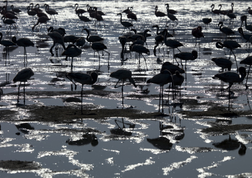 Lesser flamingos (Phoeniconaias minor) in a lake, Rift valley Province, Lake Nakuru, Kenya