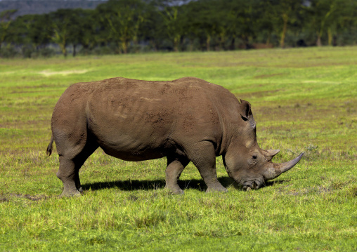 White rhino grazing, Rift Valley Province, Lake Nakuru, Kenya