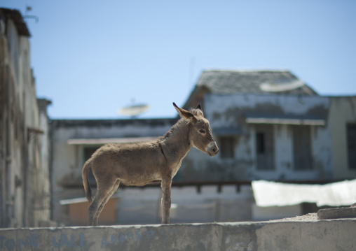 Standing donkey in the street, Lamu County, Lamu, Kenya