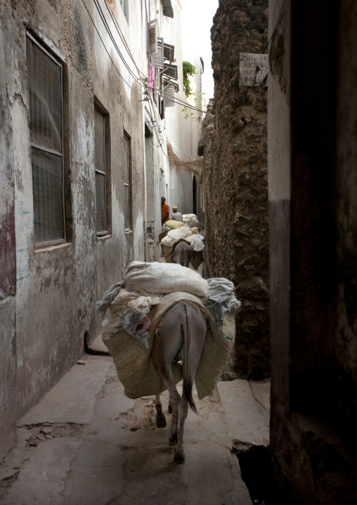 Donkeys carrying goods on their backs in a narrow street, Lamu County, Lamu, Kenya