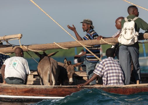 Kenyan people with donkeys on a dhow boat, Lamu County, Lamu, Kenya