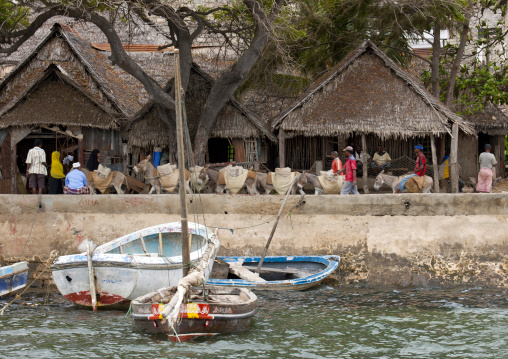 Donkeys caravan transporting stuff along the dock, Lamu County, Lamu, Kenya