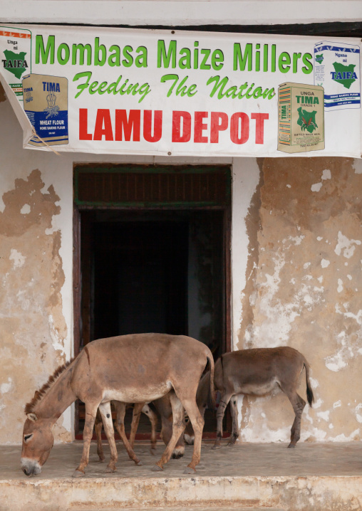 Donkeys in front of a shop, Lamu County, Lamu, Kenya