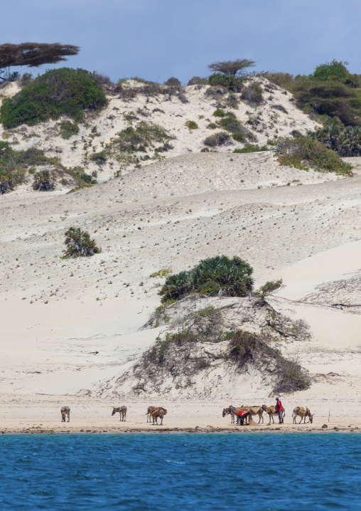 Donkeys caravan in front of the sand dunes, Lamu County, Shela, Kenya