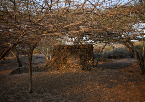 Takwa ruins in the middle of acacias, Lamu County, Manda island, Kenya