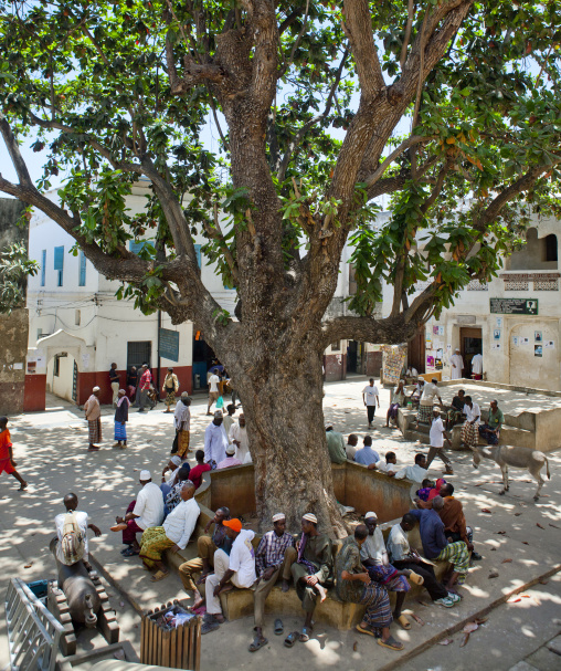 People resting in mkunguni square under a giant tree, Lamu county, Lamu, Kenya
