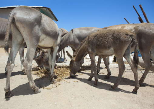 Donkeys eating in the street, Lamu County, Lamu, Kenya