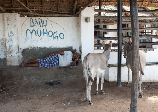 Man sleeping at the donkeys hospital, Lamu County, Lamu, Kenya