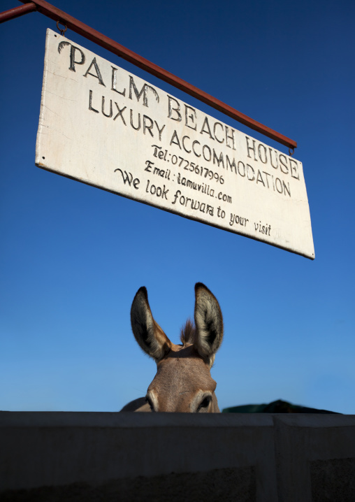 Palm beach accomodation sign with partially hidden doneky, Lamu County, Lamu, Kenya