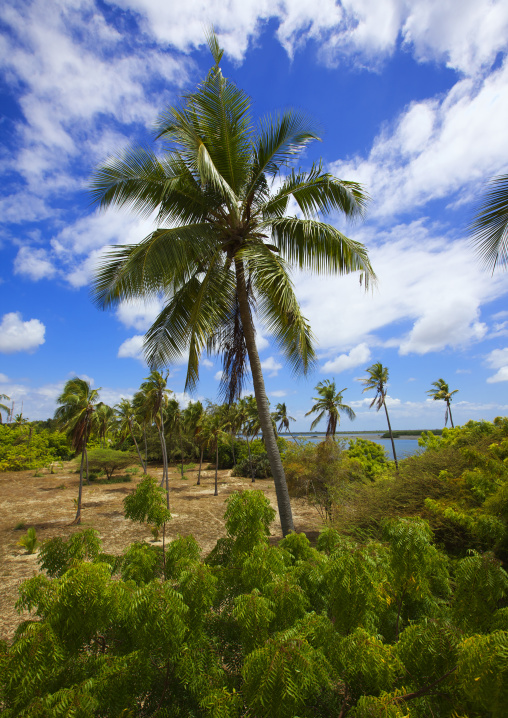Palm trees near the coastline, Lamu County, Shela, Kenya