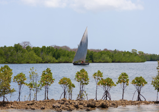 Dhow sailing in the mangrove, Lamu County, Lamu, Kenya