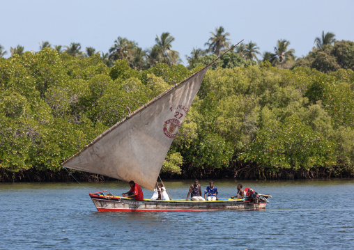 Dhow sailing along the coast in the mangrove, Lamu County, Lamu, Kenya