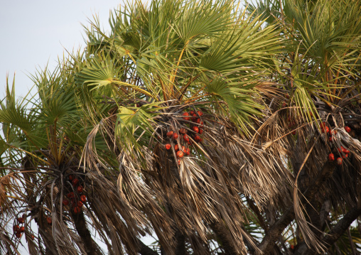 Doum palm fruits, Lamu County, Kiongwe, Kenya