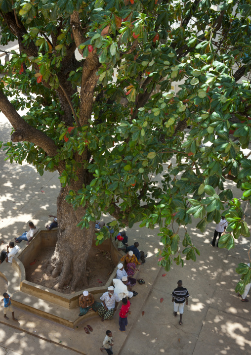 People lazing on a square under a big tree, Lamu County, Lamu, Kenya