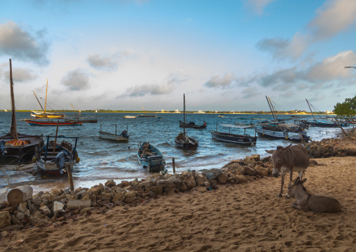 Dhows standing by the dockside with donkeys on the beach, Lamu county, Shela, Kenya