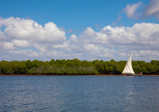 Dhow boat sailing along the mangrove, Lamu county, Lamu kenya