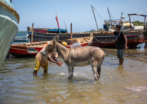 Man washing his donkey in the sea, Lamu county, Lamu town, Kenya
