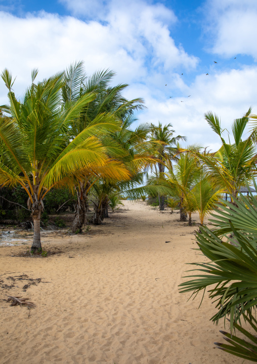 Beach with palms, Lamu county, Kizingoni, Kenya