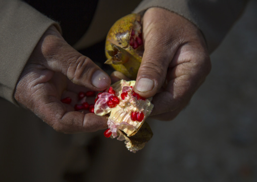 Kurdish Peshmerga Eating A Pomegranate On The Frontline, Kirkuk, Kurdistan, Iraq