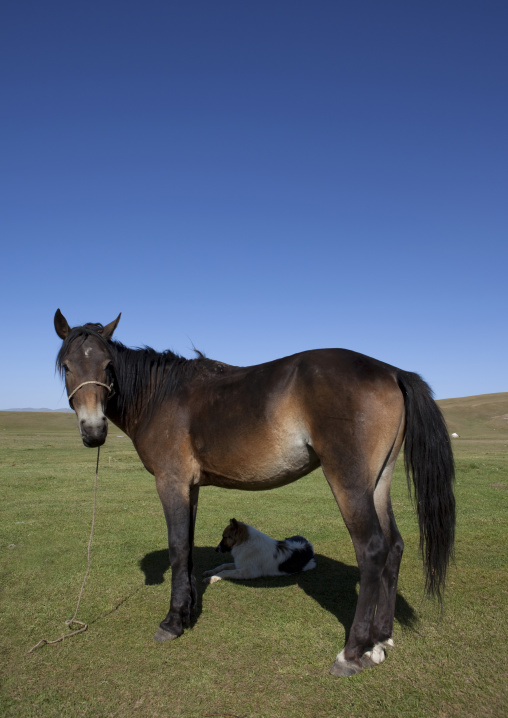 Horse In The Steppe, Village Of Jaman Echki Jailoo, Song Kol Lake Area, Kyrgyzstan